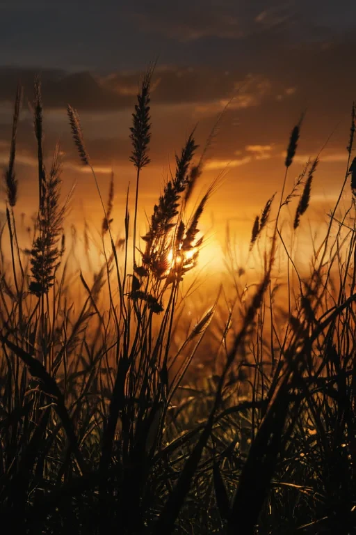 grass silhouette