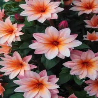 aesthetic flower desktop wallpaper