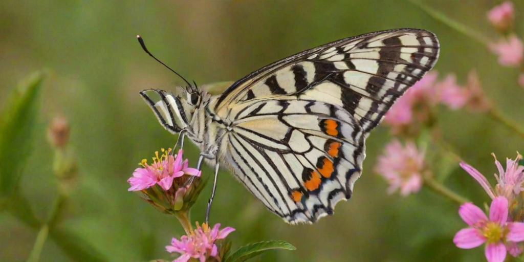 cute butterfly