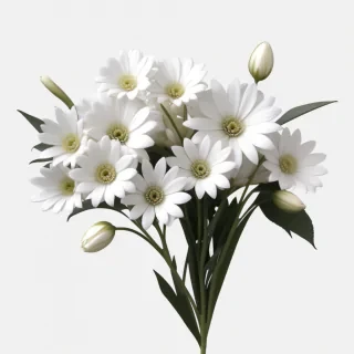 white flowers png transparent