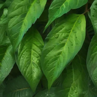 green leaf background