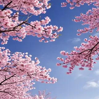 sakura background