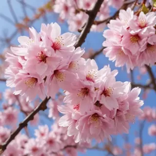sakura blossom wallpaper