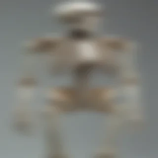 skeleton transparent