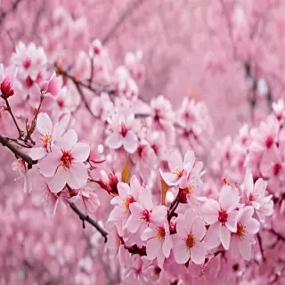 cherry blossom background wallpaper