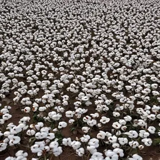 cotton fields