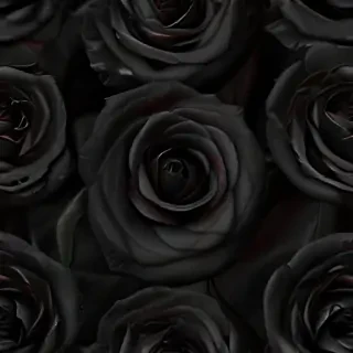 black rose picture