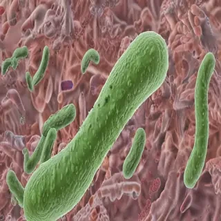 bacteria png