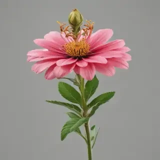 wild flower png