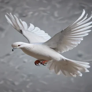 png dove