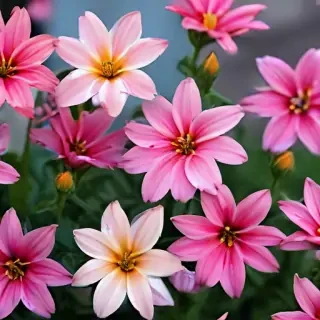 full screen flower wallpaper hd