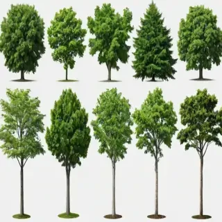 trees no background