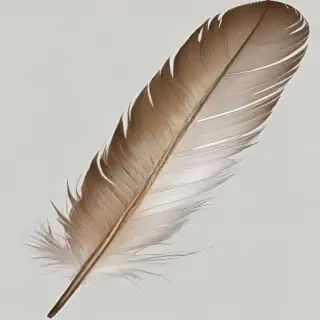 feather png