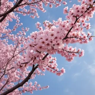 cherry blossom background wallpaper