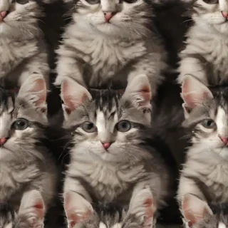 kitten background