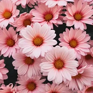 cute aesthetic flower wallpapers