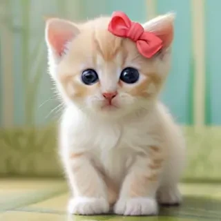 kitten wallpaper iphone