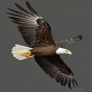 eagle flying png