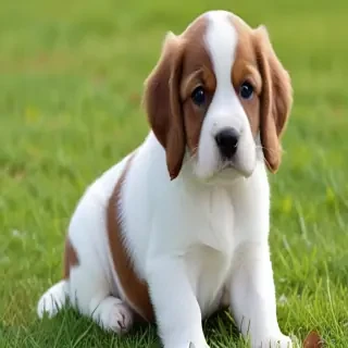cav a malt dog breed