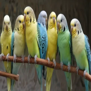 budgies