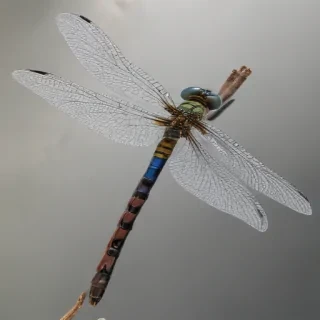 dragonfly png