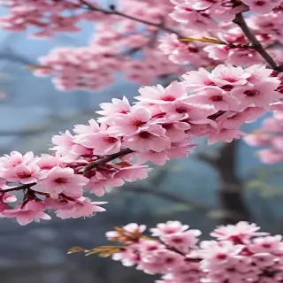 sakura blossom wallpaper
