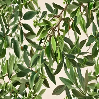 mistletoe png