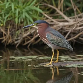 green heron