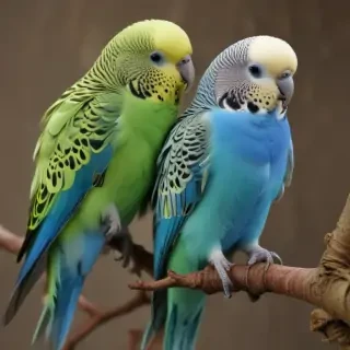 budgies