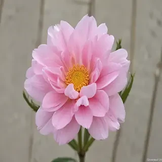 beautiful penic