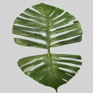 tropical leaf png