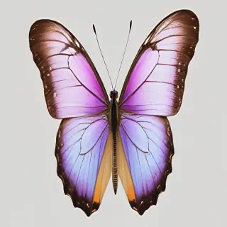 butterfly with transparent background
