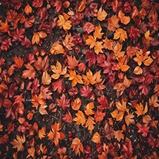 wallpaper autumn iphone