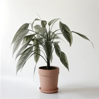 plant transparent