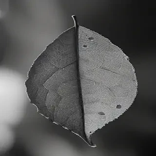 leaf in black and white