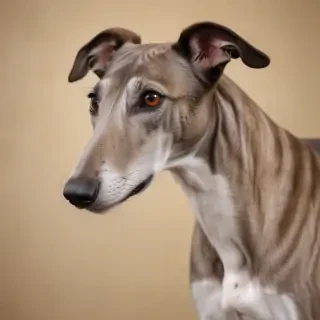 greyhound dog breed