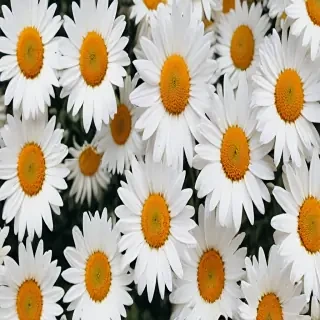 aesthetic daisy wallpaper