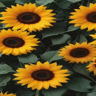 aesthetic sunflower wallpaper