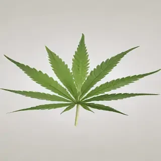 marijuana leaf transparent background