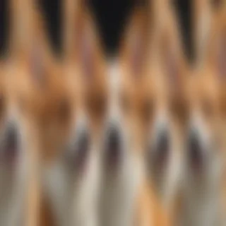 corgi png