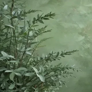 sage green aesthetic background
