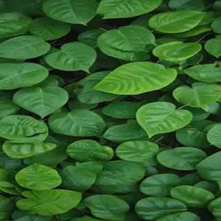 background green leaves