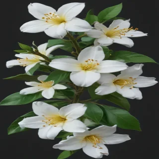 jasmine flower png