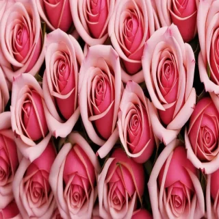 rose rose wallpaper