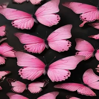 pink butterfly images