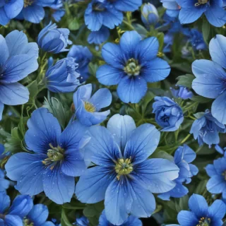 blue flowers transparent background