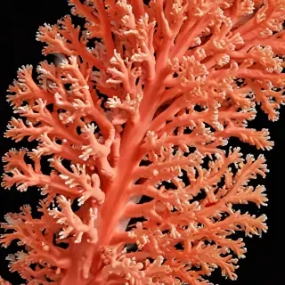 coral color