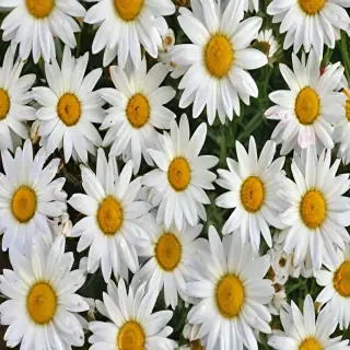 daisies png
