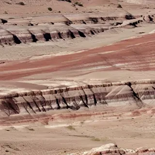 petrified forest