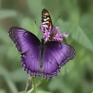 purple butterfly